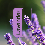 Aceites esencial de Lavanda 15ml doTERRA original - Image 2